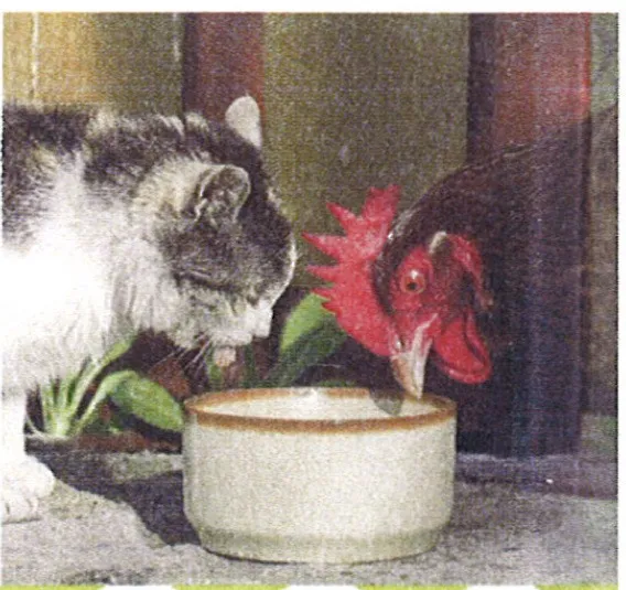 Katze und Henne trinken gemeinsam aus einer Schale