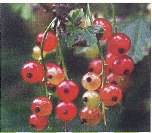 Rote Johannisbeeren (Ribisel) am Strauch